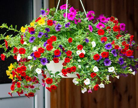 Blumen & Pflanzen