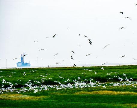 Friedrichskoog