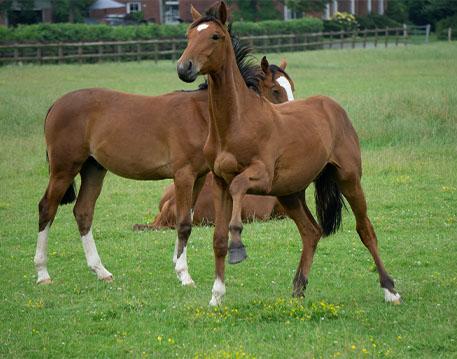 Tiere & Natur