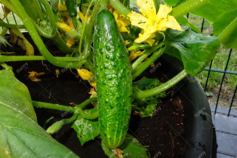 Gurken im Garten
