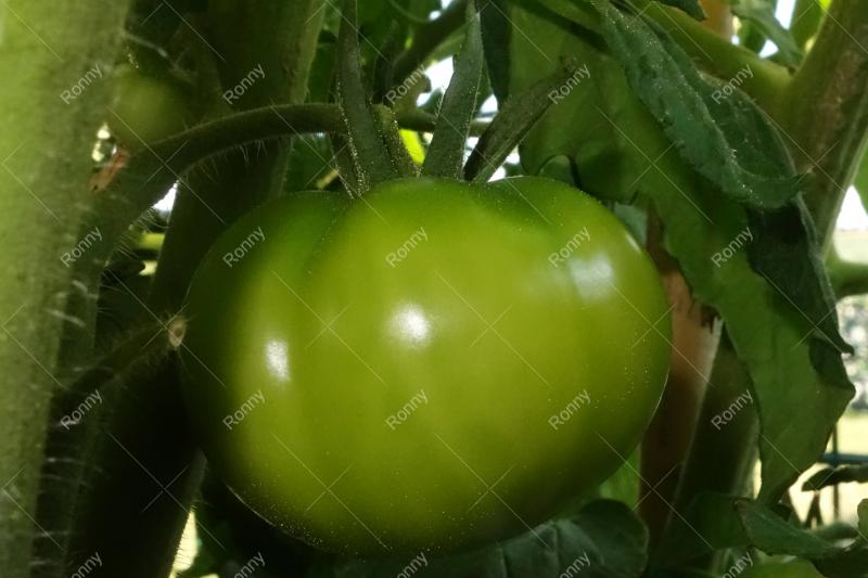 Tomate im Garten