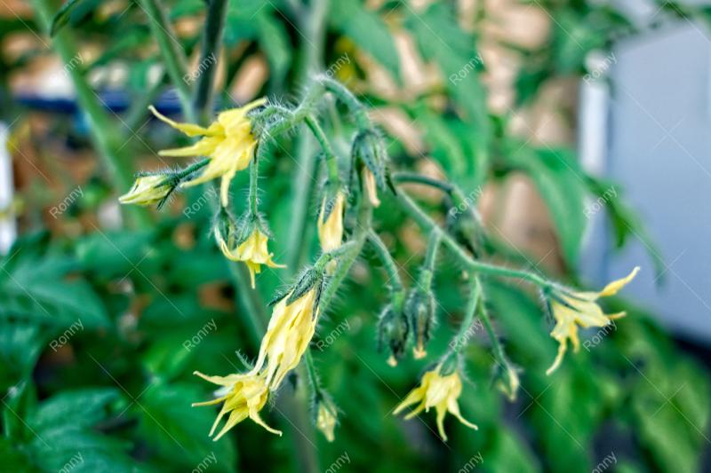 Aus der Kategorie Blumen&Pflanzen