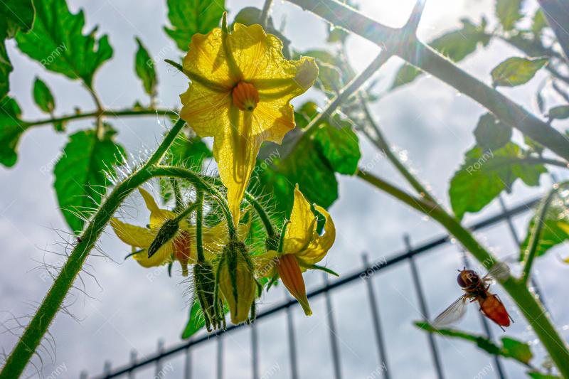 Tomatenpflanze aus der Kategorie Blumen&Pflanzen
