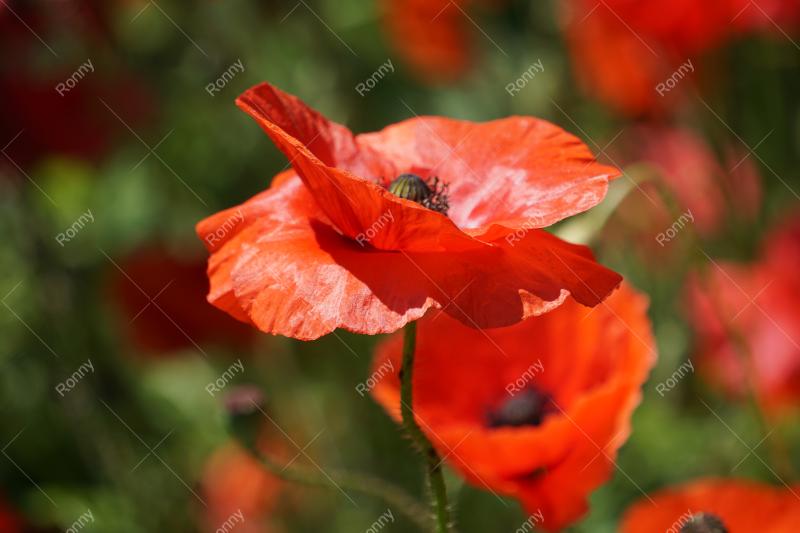 Aus der Kategorie Blumen&Pflanzen