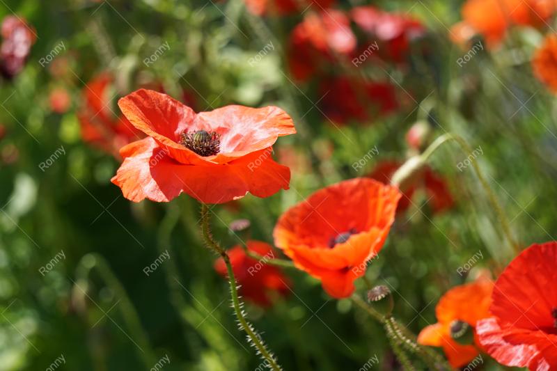 Aus der Kategorie Blumen&Pflanzen