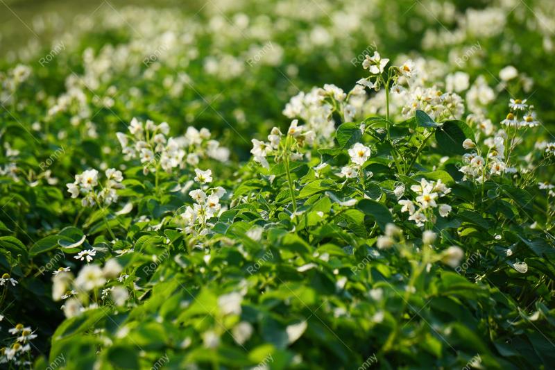 Aus der Kategorie Blumen&Pflanzen