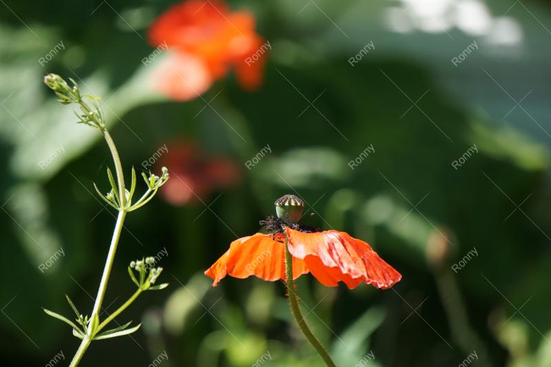 Aus der Kategorie Blumen&Pflanzen