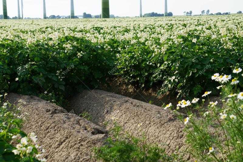 Aus der Kategorie Blumen&Pflanzen