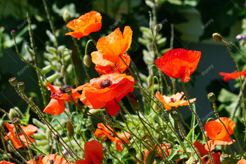 Aus der Kategorie Blumen&Pflanzen