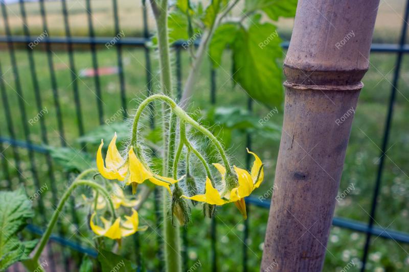 Aus der Kategorie Blumen&Pflanzen