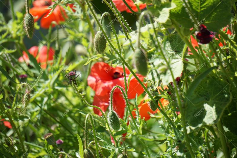Aus der Kategorie Blumen&Pflanzen