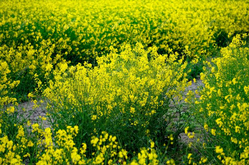 Aus der Kategorie Blumen&Pflanzen