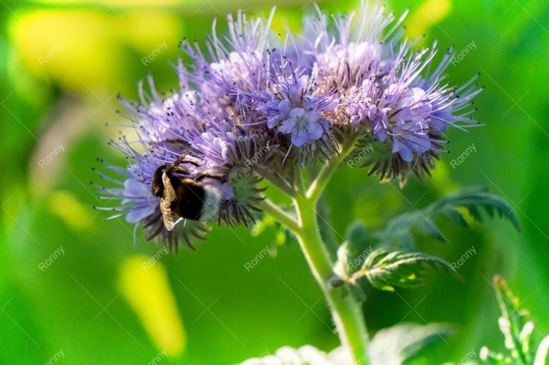 Aus der Kategorie Blumen&Pflanzen