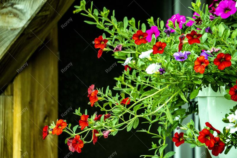 Aus der Kategorie Blumen&Pflanzen