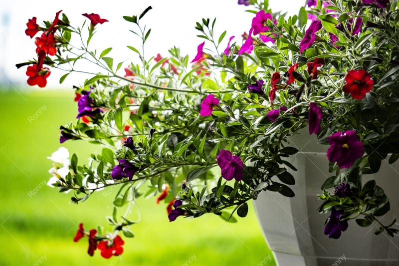 Aus der Kategorie Blumen&Pflanzen