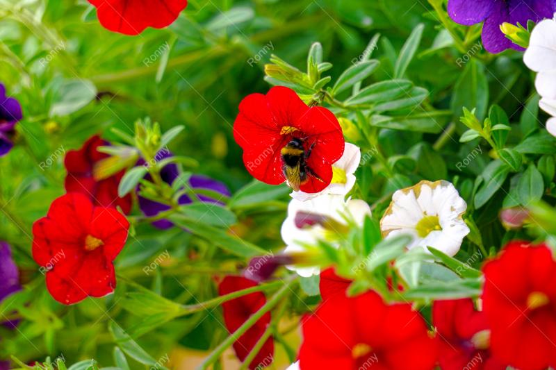 Aus der Kategorie Blumen&Pflanzen