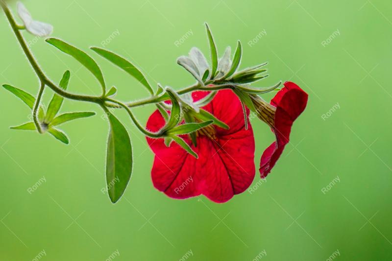Petunie aus der Kategorie Blumen&Pflanzen