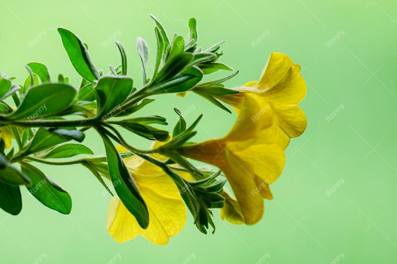 Aus der Kategorie Blumen&Pflanzen