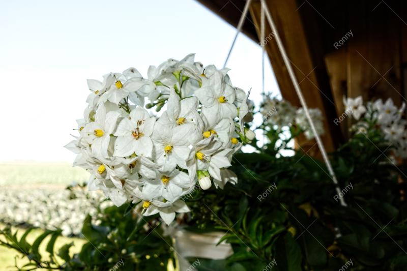 Aus der Kategorie Blumen&Pflanzen