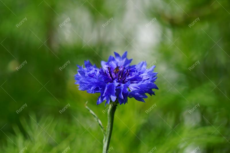 Kornblume aus der Kategorie Blumen&Pflanzen
