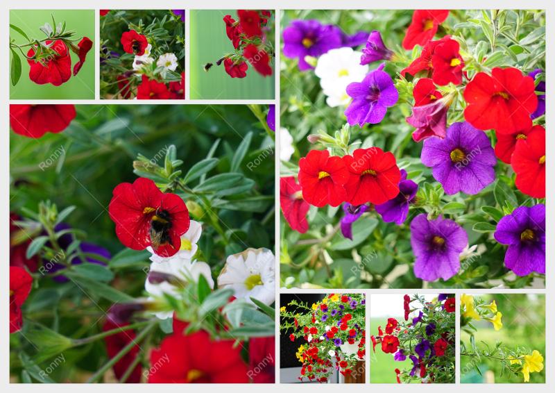 Aus der Kategorie Blumen&Pflanzen