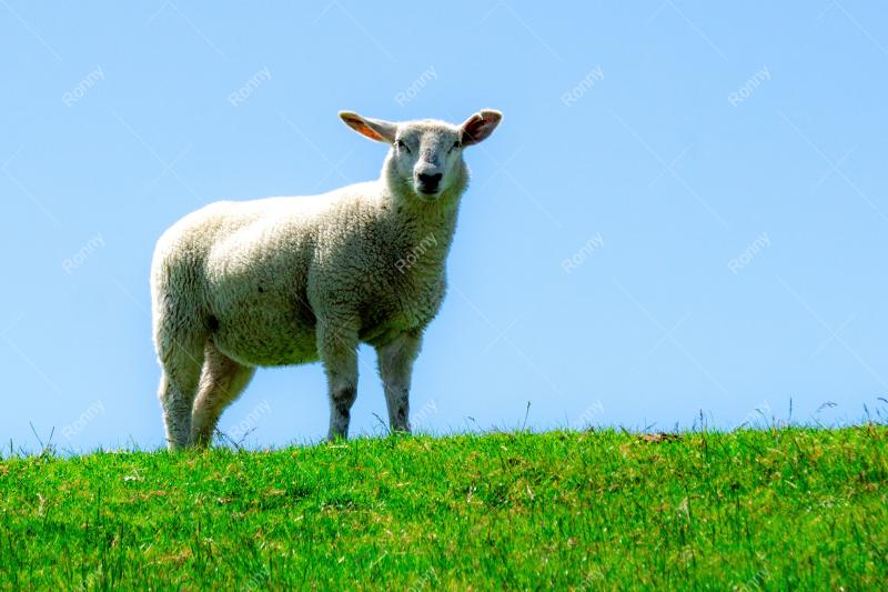 Schafe am Deich