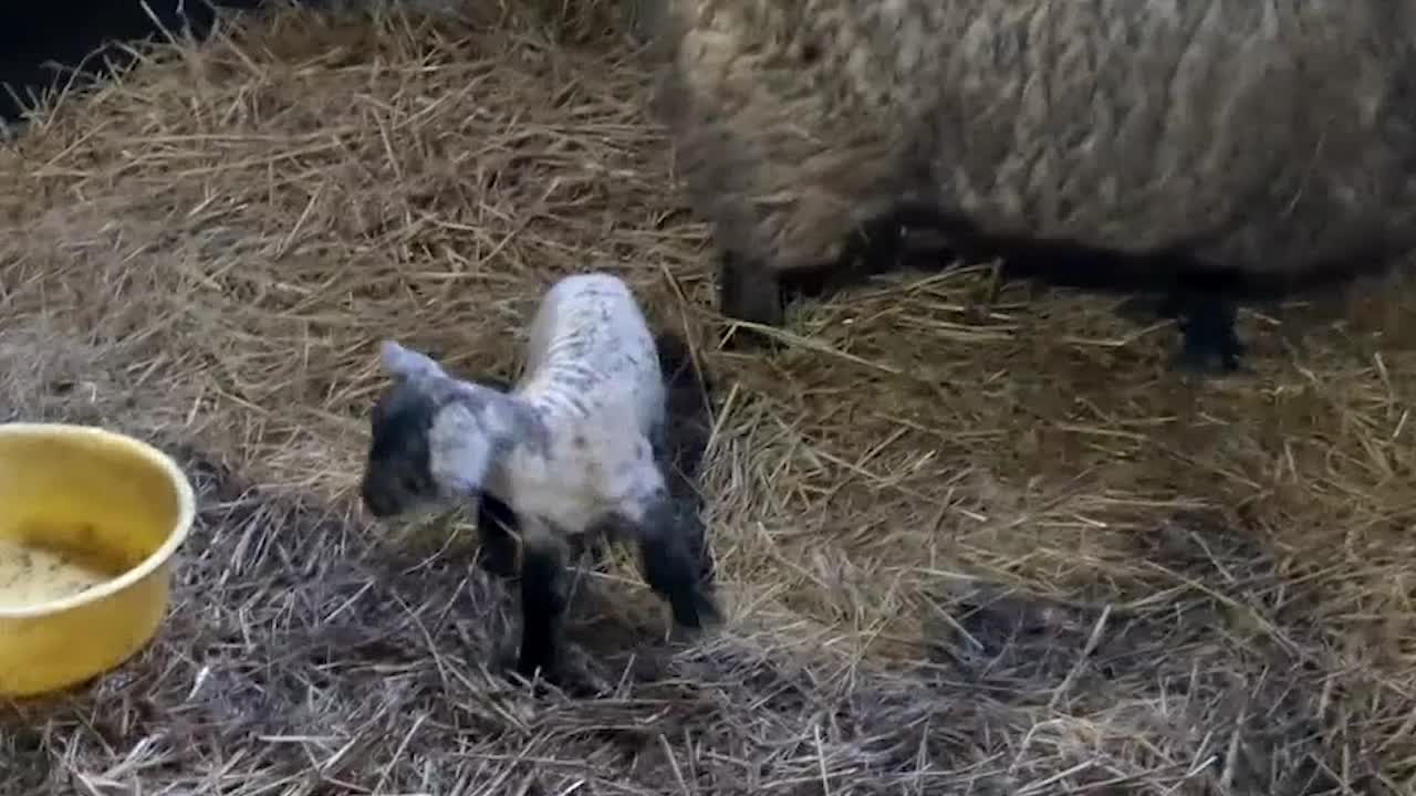 Kleines Lamm