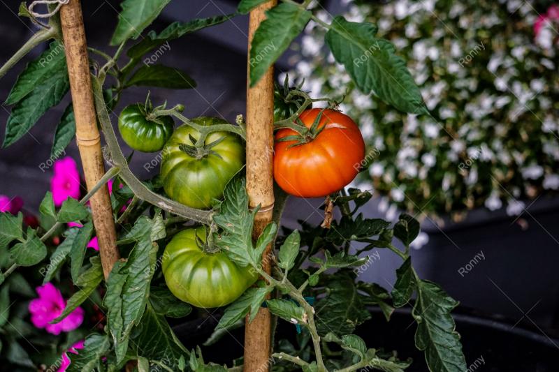 Tomaten